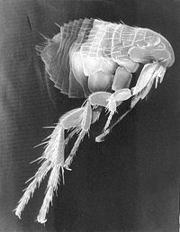 200px-scanning_electron_micrograph_of_a_flea1
